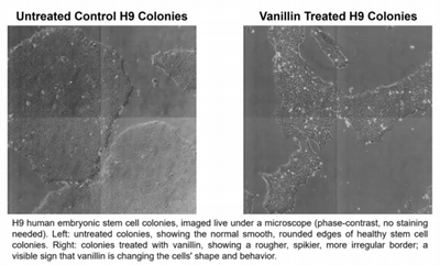 H9 stem cell colonies showing that vanillin treatment changes colony shape, making edges rougher and spikier compared to smooth, untreated controls.