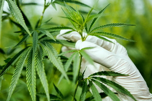 holding a cannabis leaf
